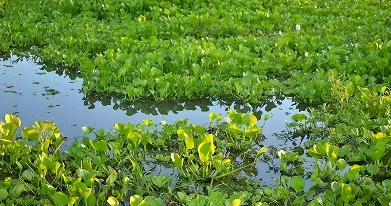 不起眼的水花生, 在我国水域泛滥成灾,却被一只虫子轻松消灭