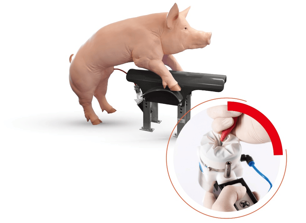 怎样采集猪精流程图图片
