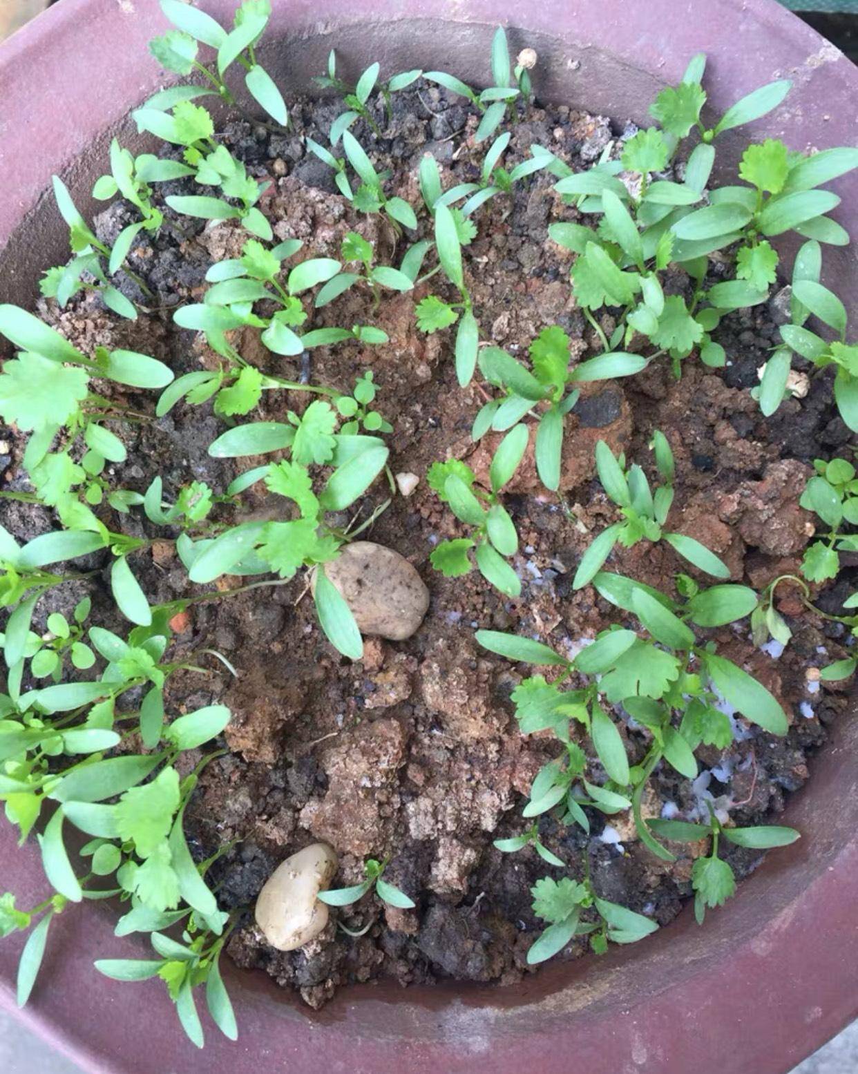 因为阳台种菜和养花不一样,尤其像辣椒,番茄,香菜,等等蔬菜长起来生长