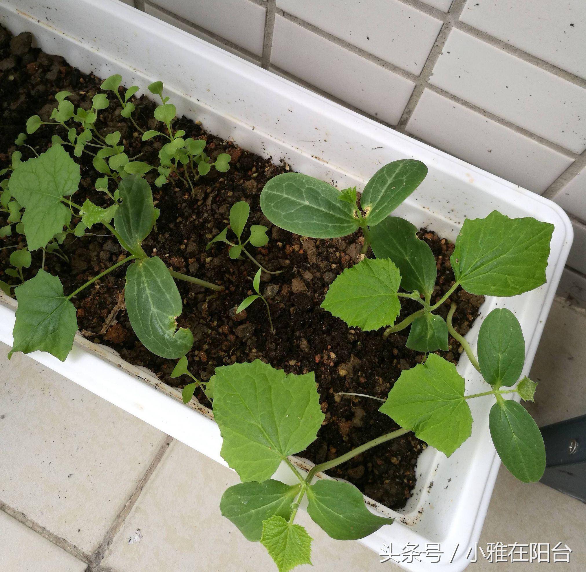 黄瓜阳台种植的全过程图片