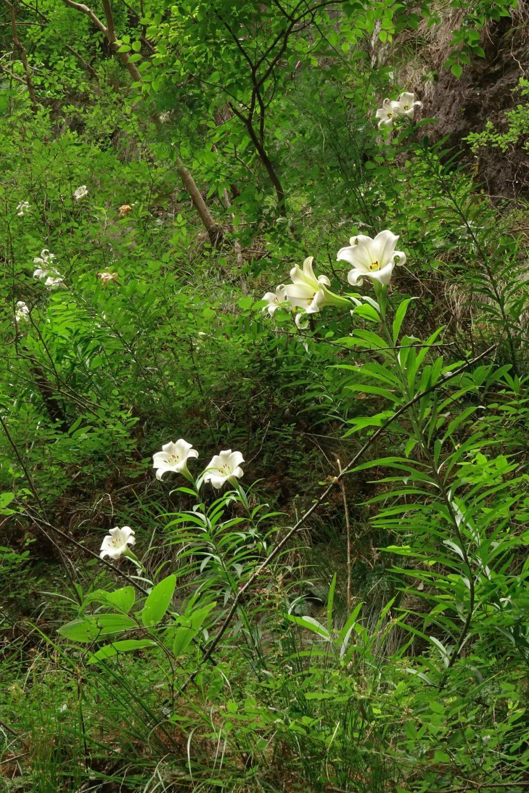 宁波野百合的花期,大抵在五月底六月初,即小满和芒种两个节气之间