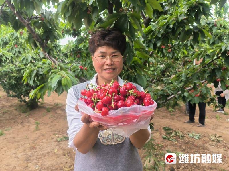 【更好潍坊·直通县市区丨峡山】 摘樱桃去!这里的采摘节真好玩