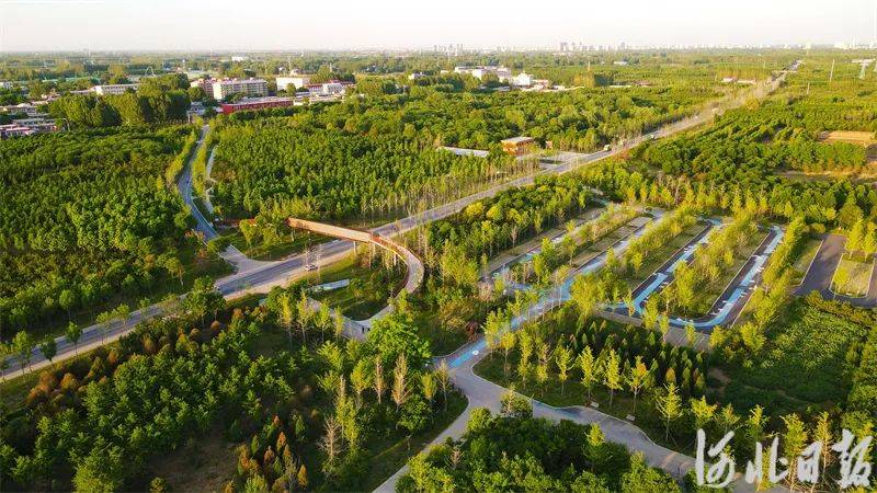 雄安"千年秀林"→_新区_赵永辉_河北
