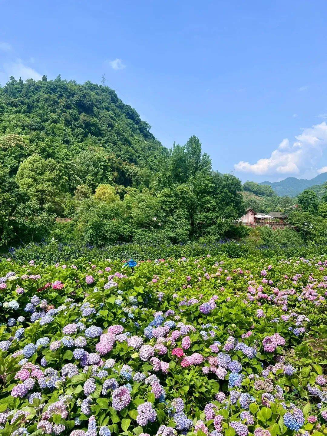 龙川四都花海图片