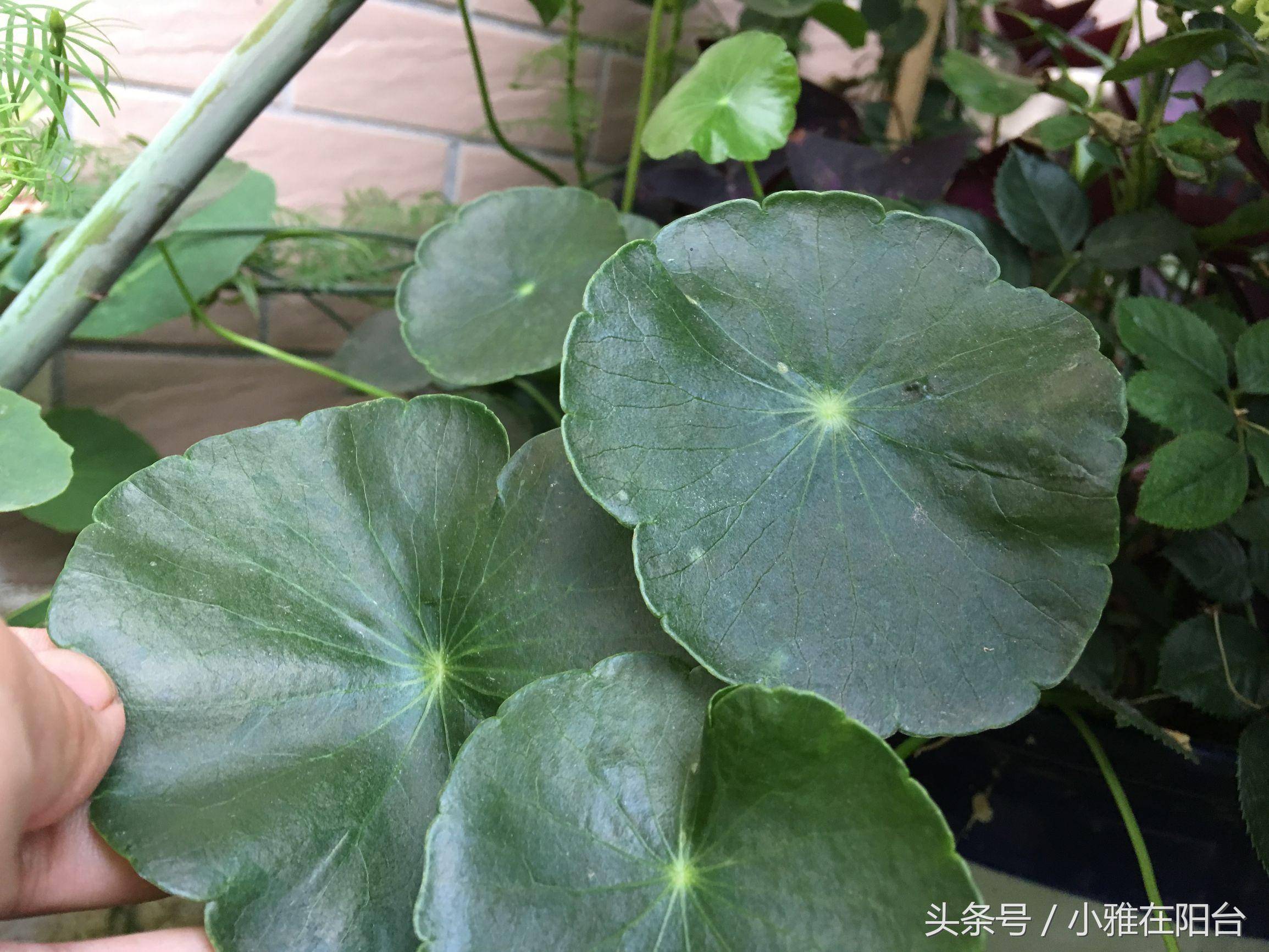 朋友送了一根铜钱草,居然就这样养爆盆了,方法好简单!