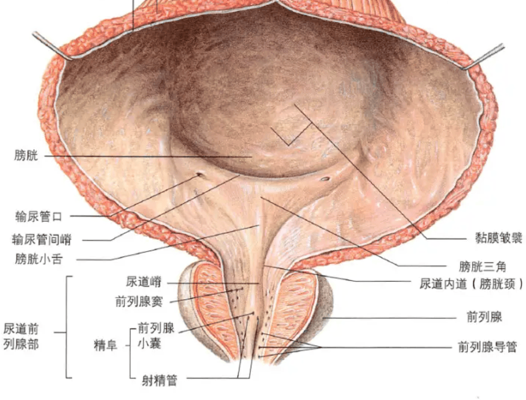 前列腺32根腺管图图片