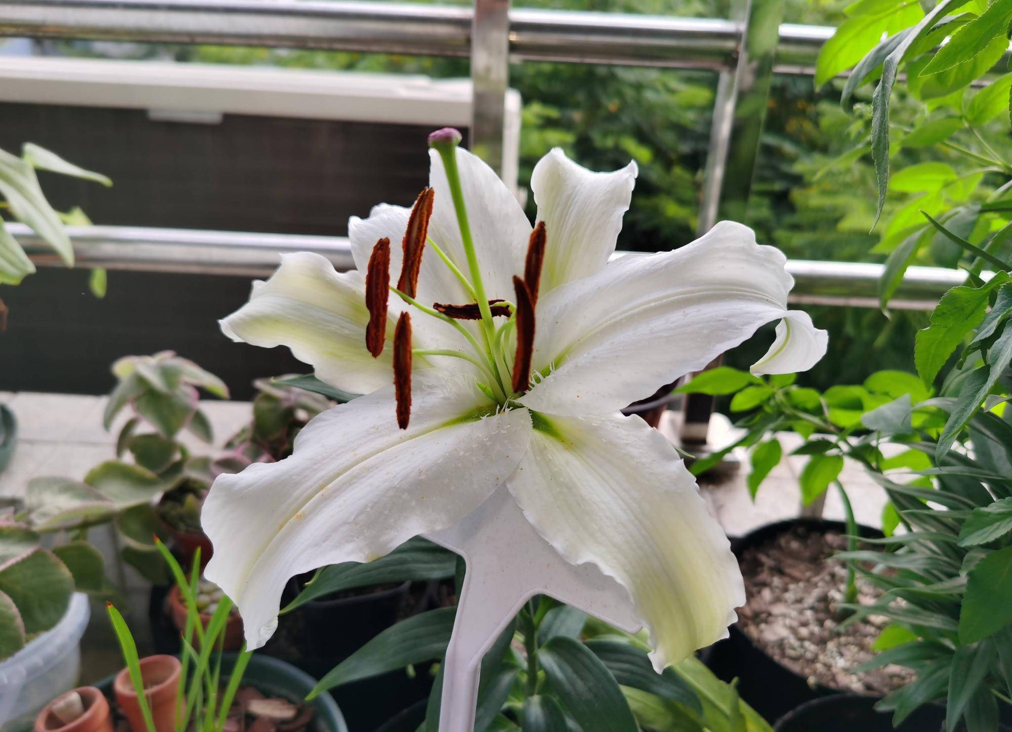 冬季如何养百合花?简单3步,来年开爆盆,花朵又大又多很鲜艳