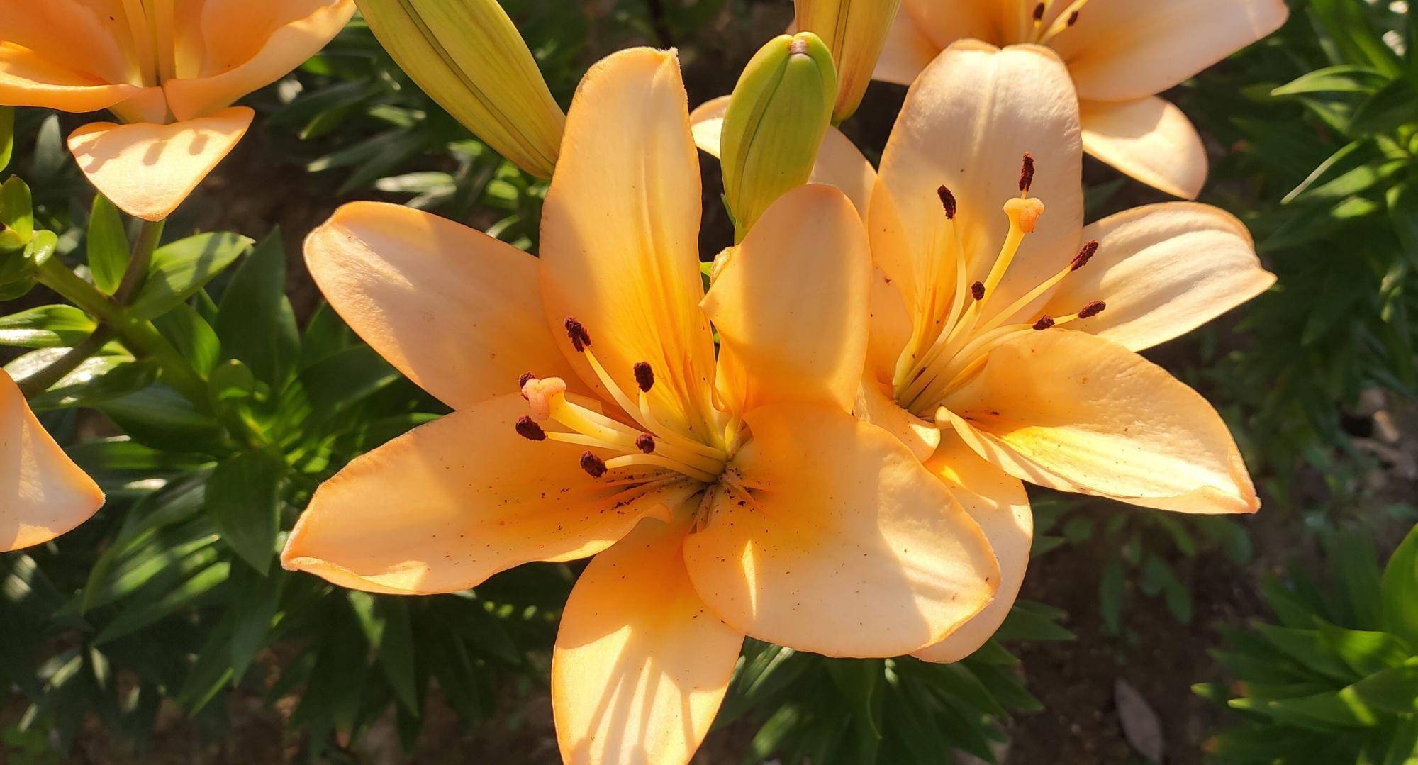 冬季如何养百合花?简单3步,来年开爆盆,花朵又大又多很鲜艳