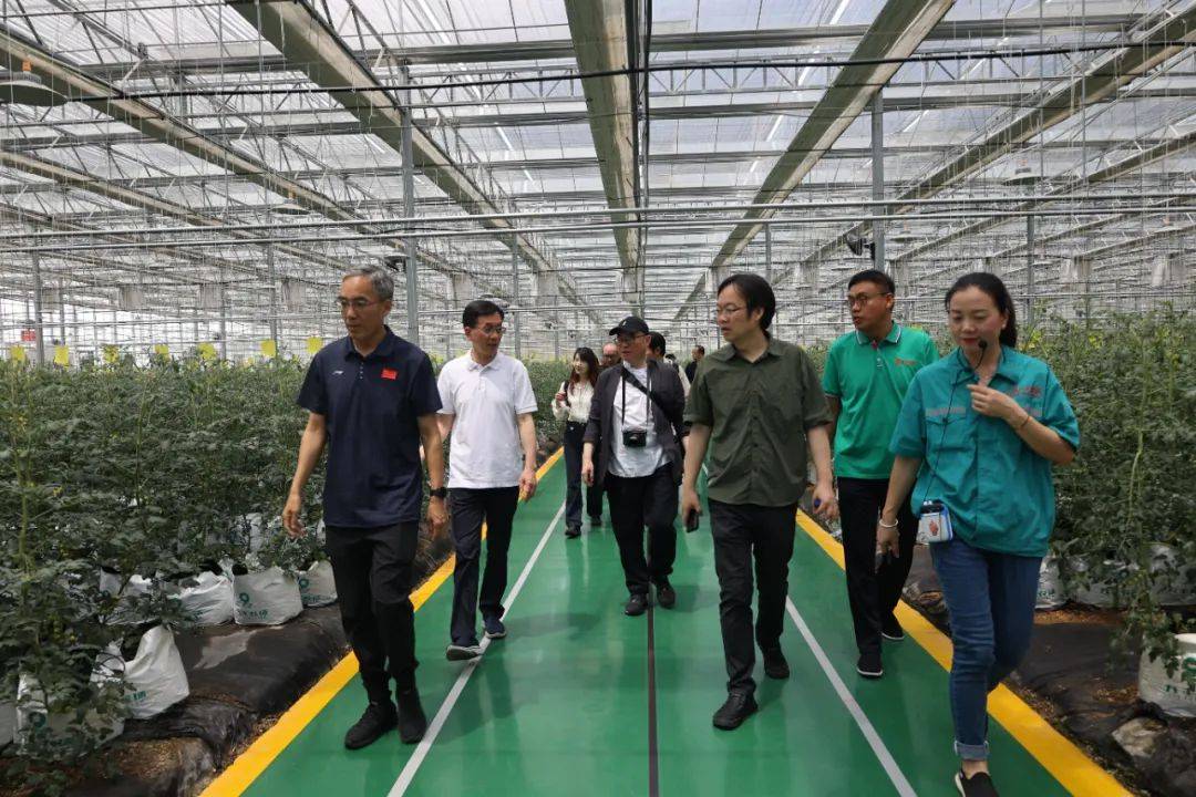 上海枫泾九丰农博园,枫泾古镇,中国农民画村,开太鱼有机农业等点位