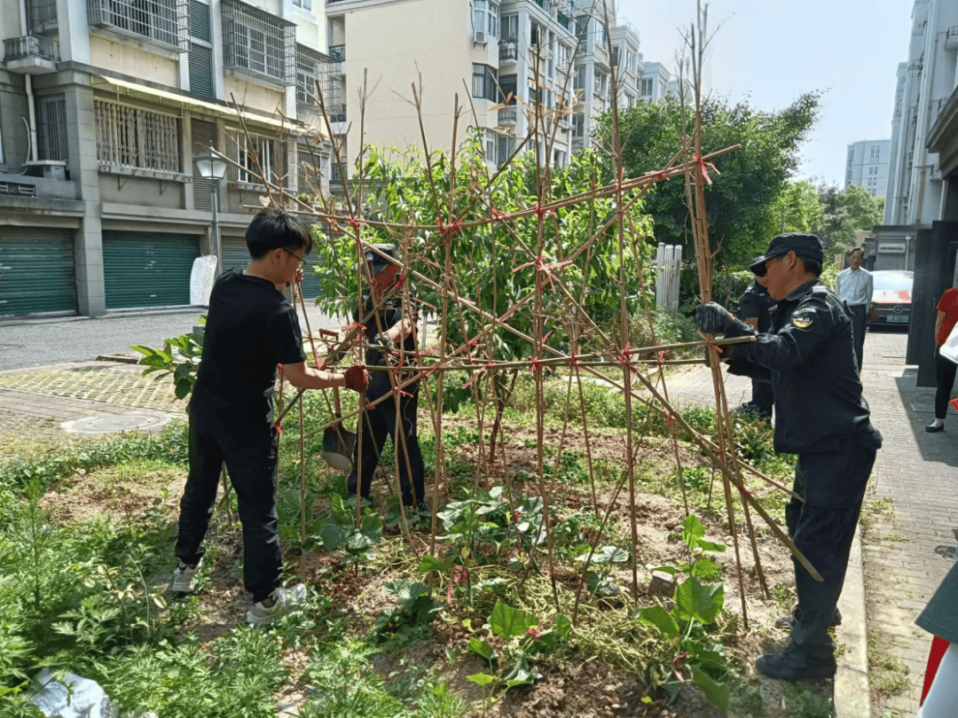 绿化带及河道边毁绿种菜现象进行整治,将私自搭建的篱笆进行一一清除