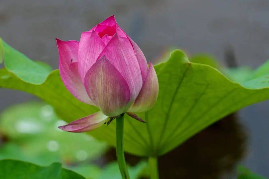 衢州姆妈们,2024版新头像,上线啦!_荷花_刘芸_王好