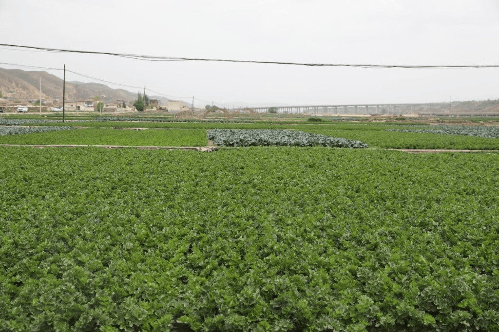 🌸中国青年网 【白小姐一肖一码今晚开奖】_区住房和建设局（区城市更新和土地整备局）关于小梅沙湾畔家园（小梅沙片区城市更新单元03-02地块）总平面图修改公示的通告  第1张