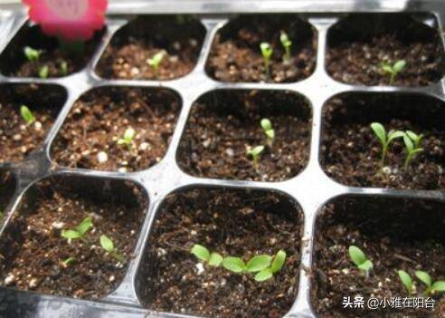 用种子来播种育苗,如果家里有一盆石竹花,也可以摘点根茎下来扦插繁殖