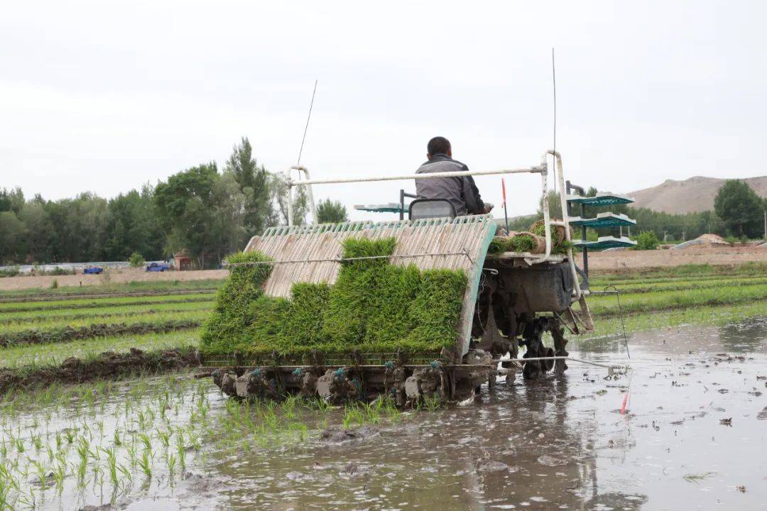一株株秧苗从秧盘上次第滑落,整齐地插进肥沃的水田,一片片新绿蔓延