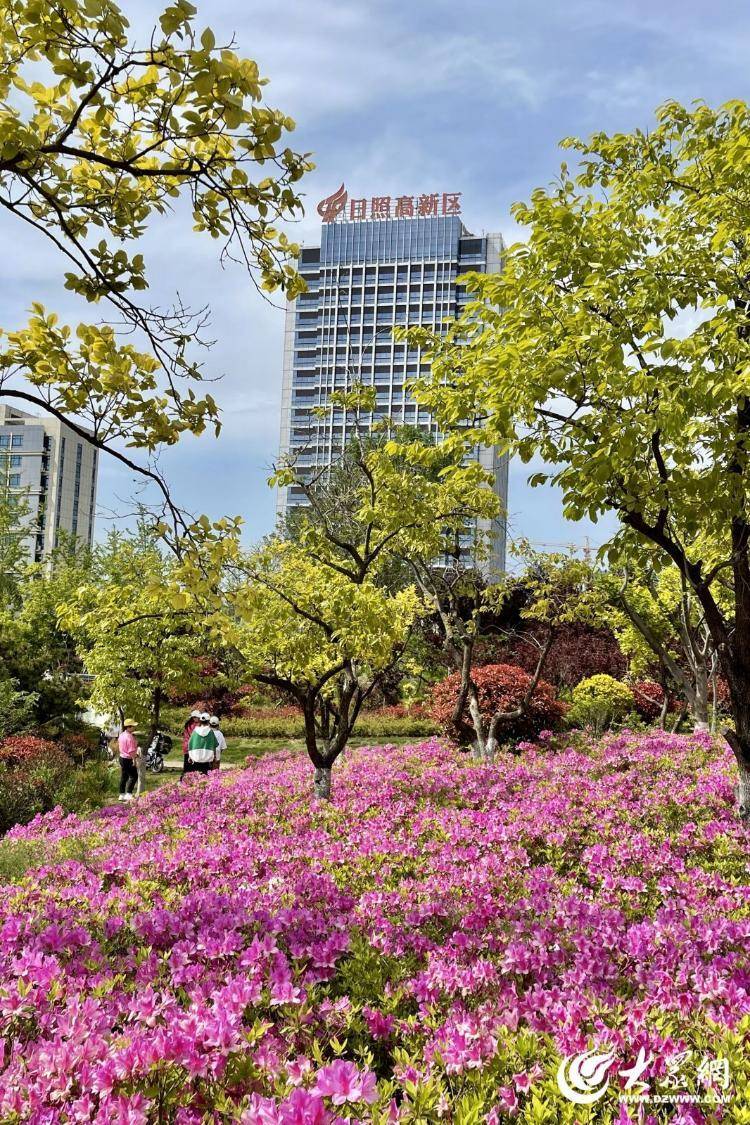 初夏,日照高新区公园金鸡菊盛放如画