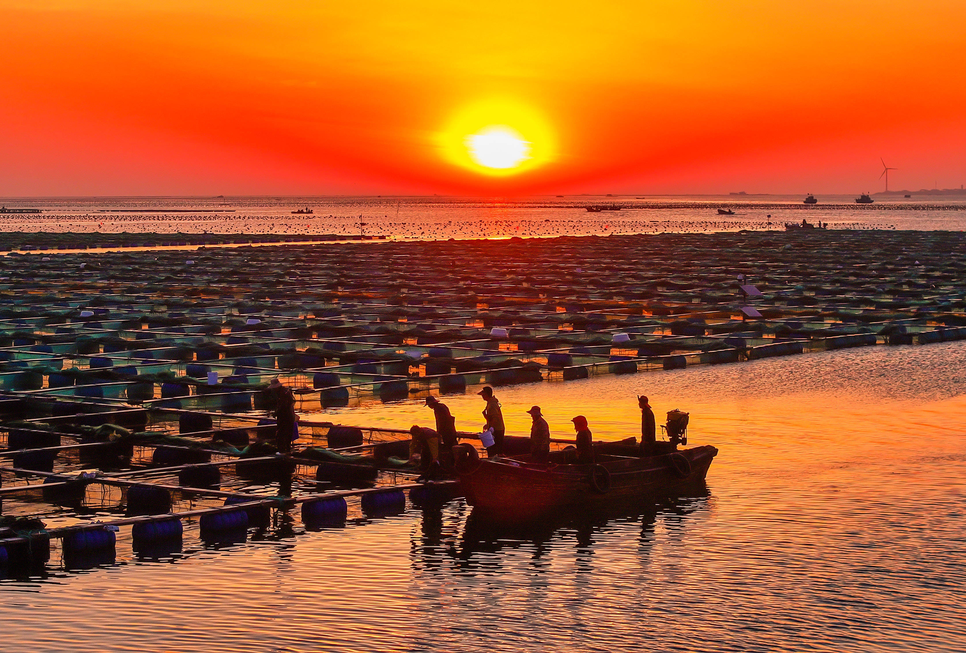 2024年5月27日,在山东省荣成市石岛管理区桑沟湾国家级海洋牧场涩态