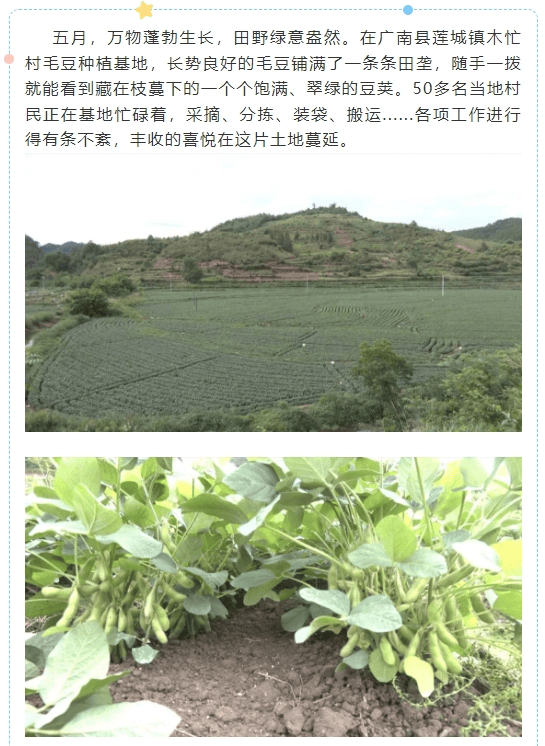 【农民丰收】广南:300亩毛豆喜获丰收
