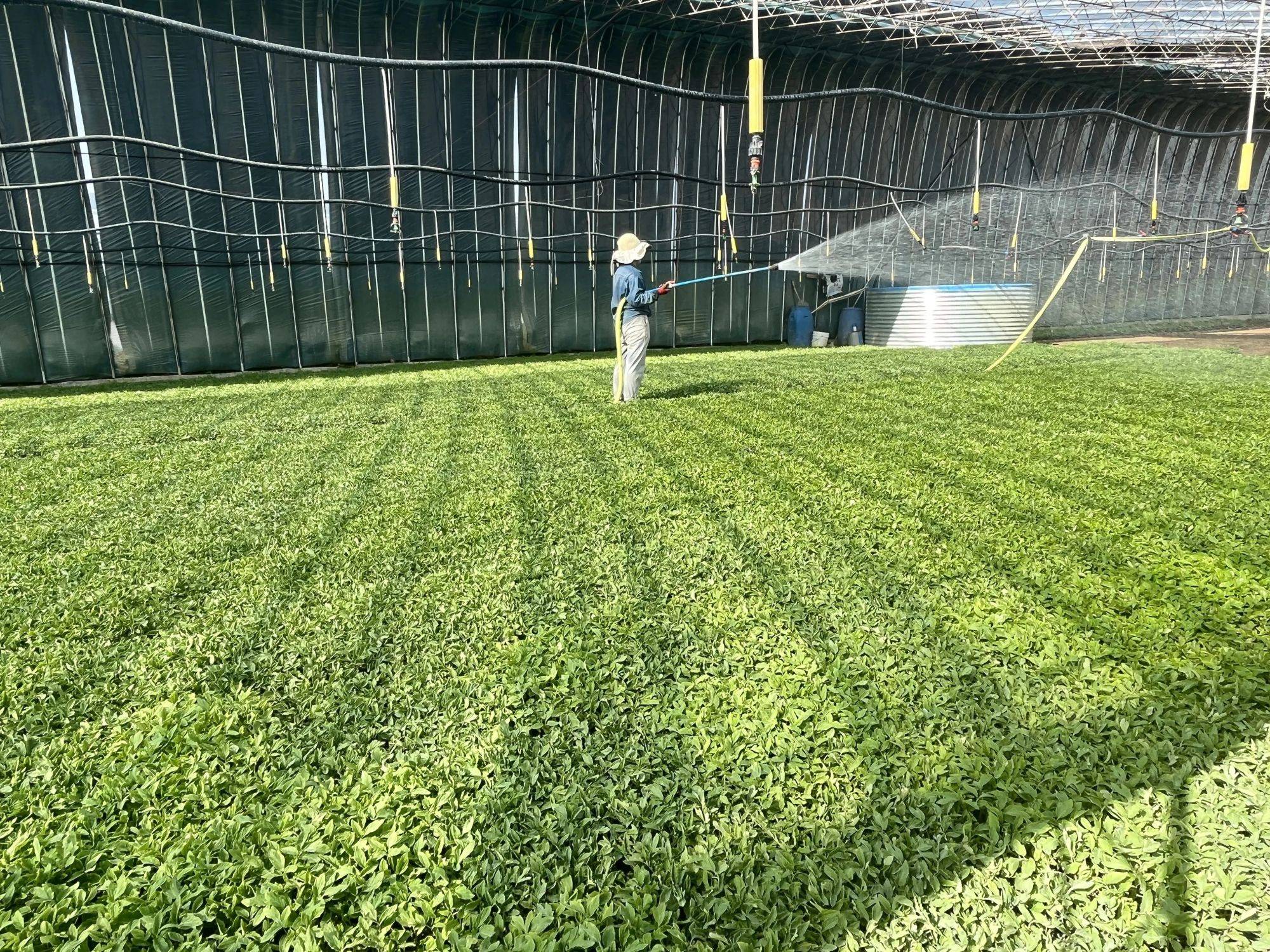 临河区:育好"振兴苗" 丰富"菜篮子"_蔬菜_联丰村_生产