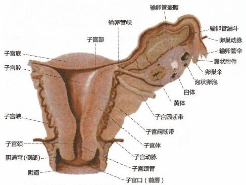 子宫角的位置示意图图片
