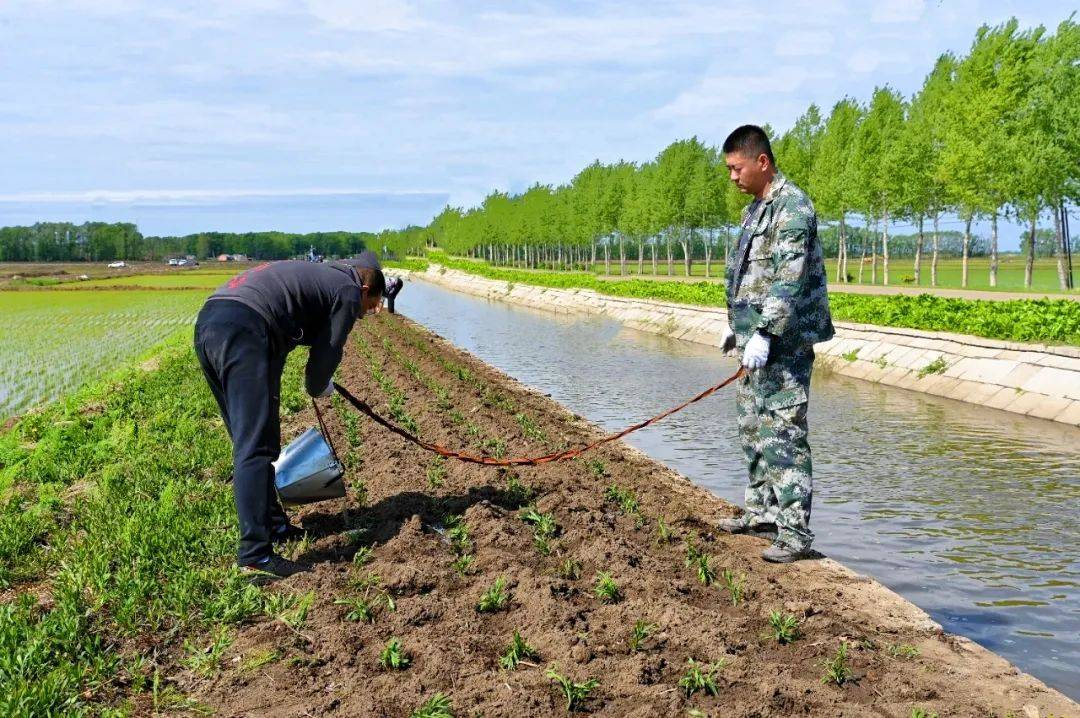 江川农场开展"绿美江川"建设暨"党员110"义务劳动