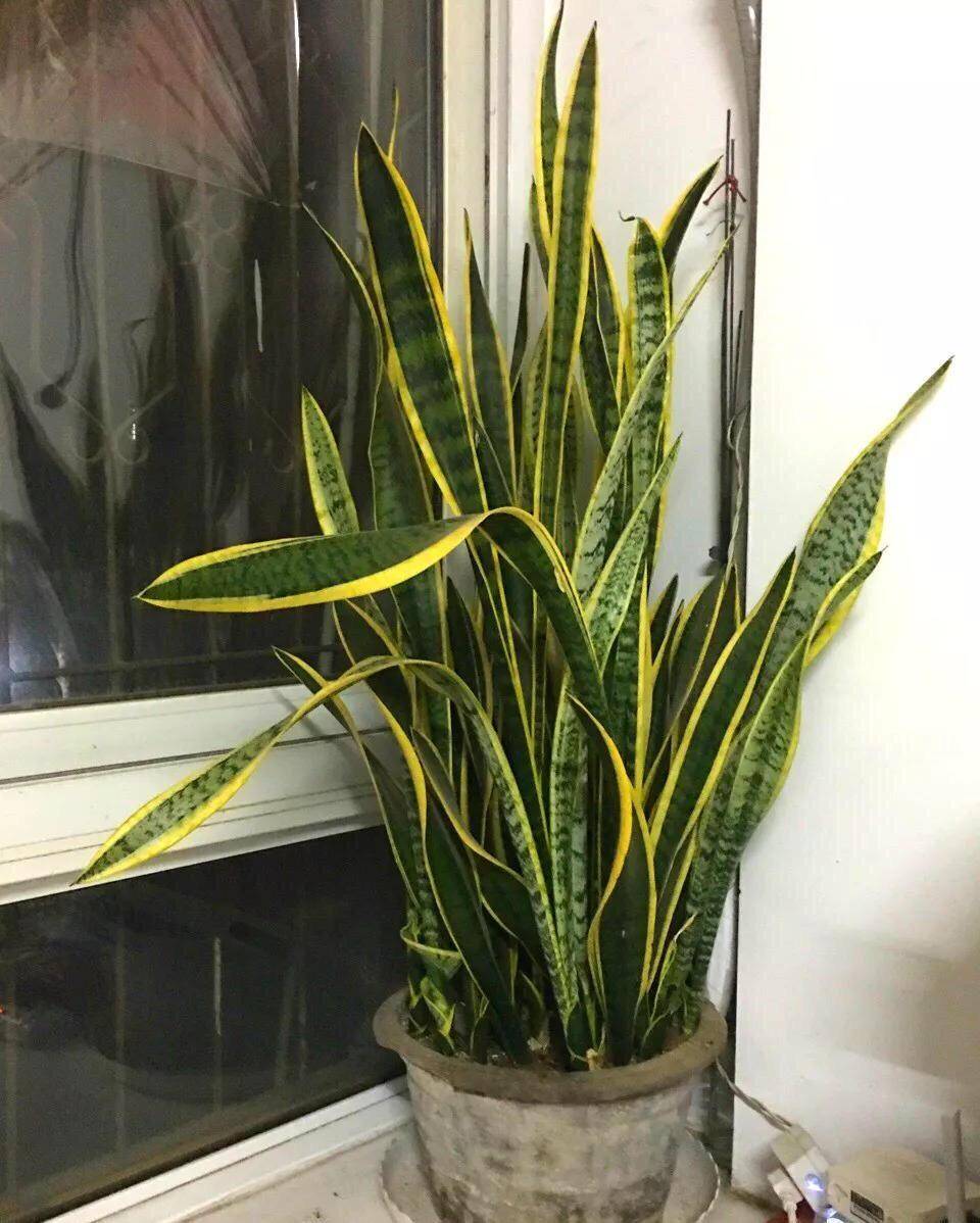 养盆栽虎尾兰,记得做好"3点",叶片又多又绿,侧芽多长爆盆_虎皮_根系