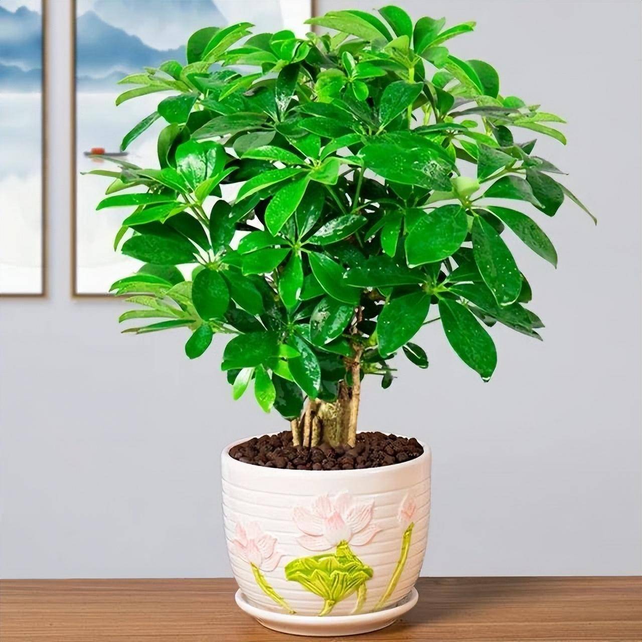 其实它还有一个名字叫作招财树,因为它的叶子有点像手掌,它的枝叶非常