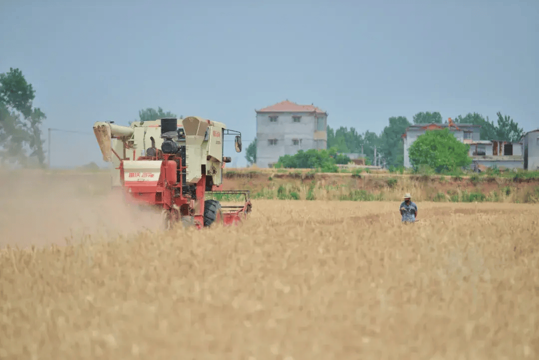 图说丨上蔡县:麦子黄 收割忙