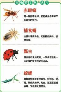 "虫虫特工"打响田园保卫战