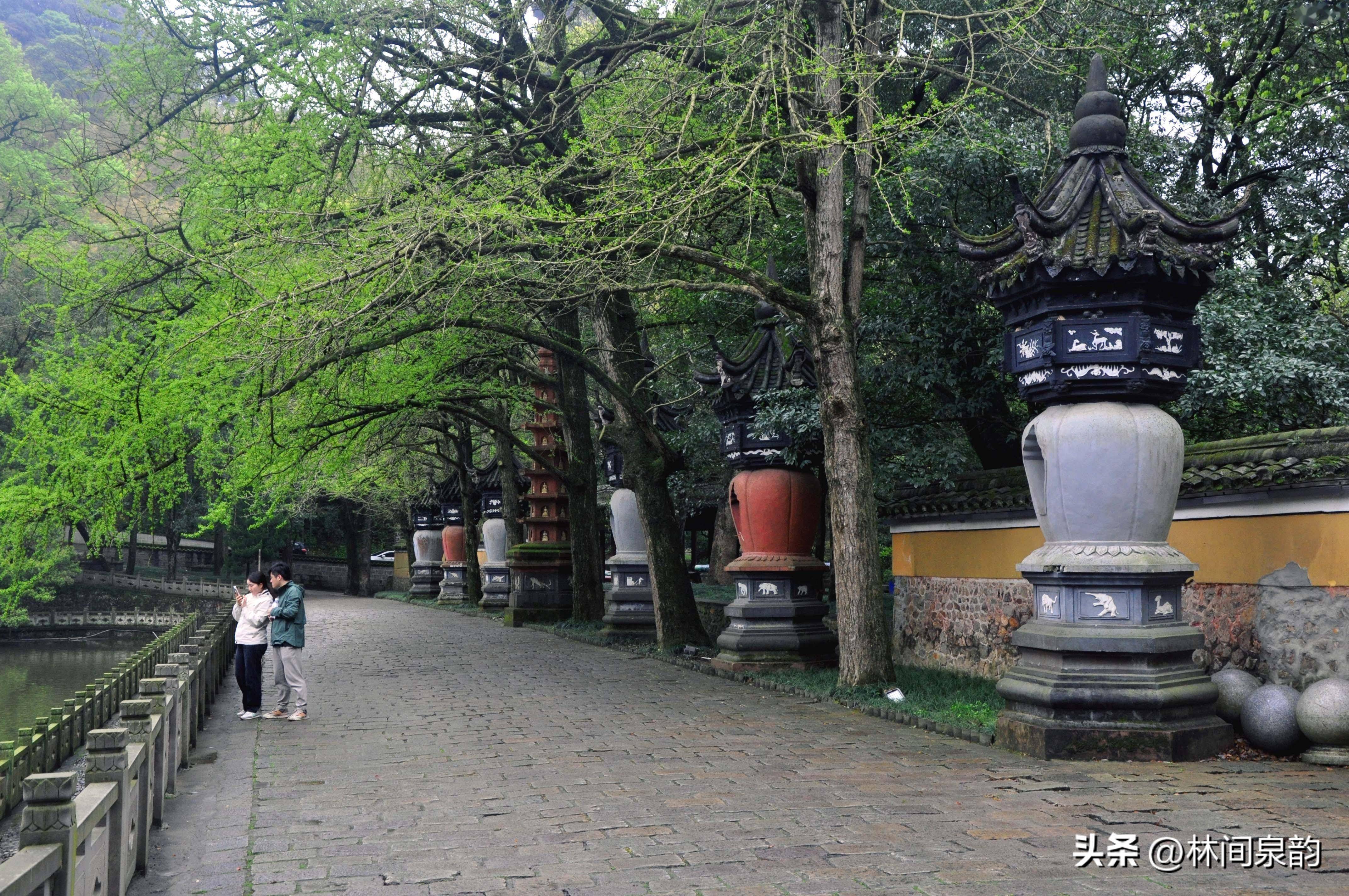 这些古树吸天地这精华,沐日月之光辉,营造出具有合围态势的寺院氛围.
