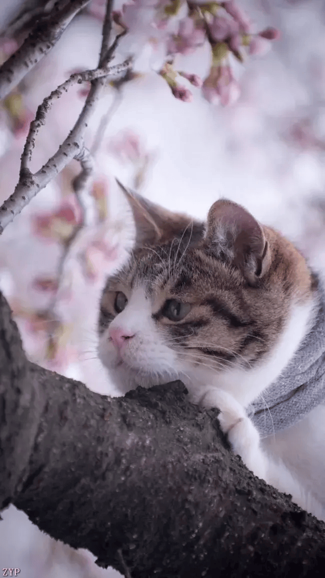 猫咪配樱花,太可爱了!