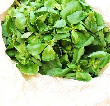 能预防湿疹的野菜,维生素c含量是西梅的16倍!夏季一定要吃一次