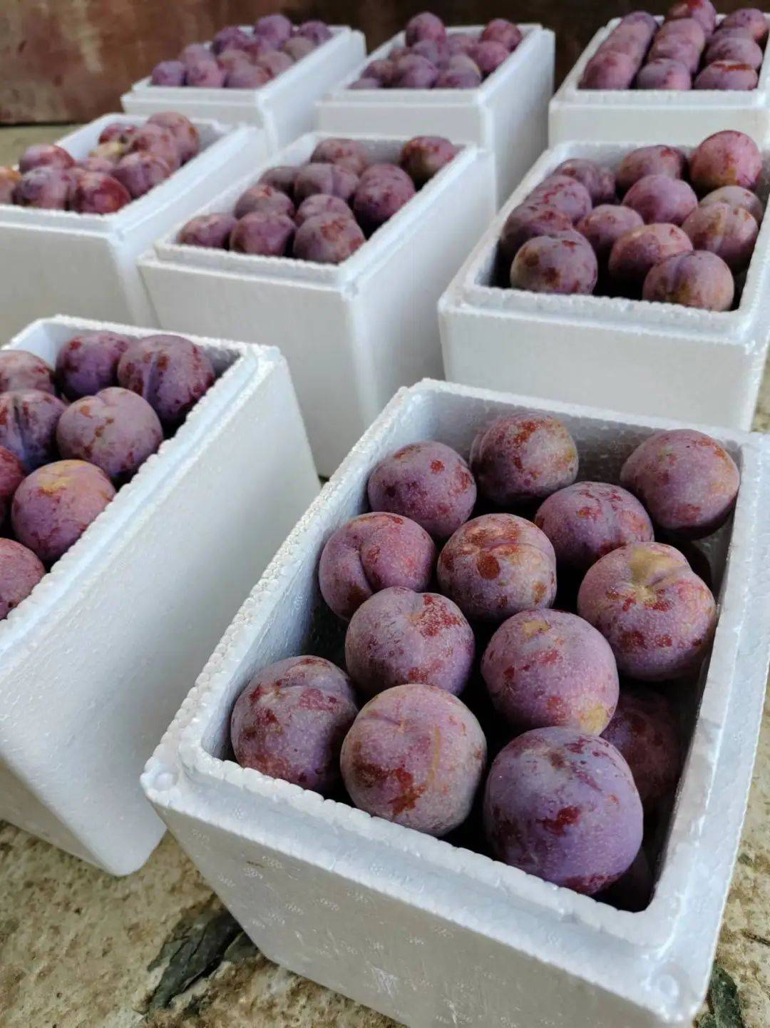 信宜钱排银妃三华李正式进入甜脆多汁时期!错过又要等一年