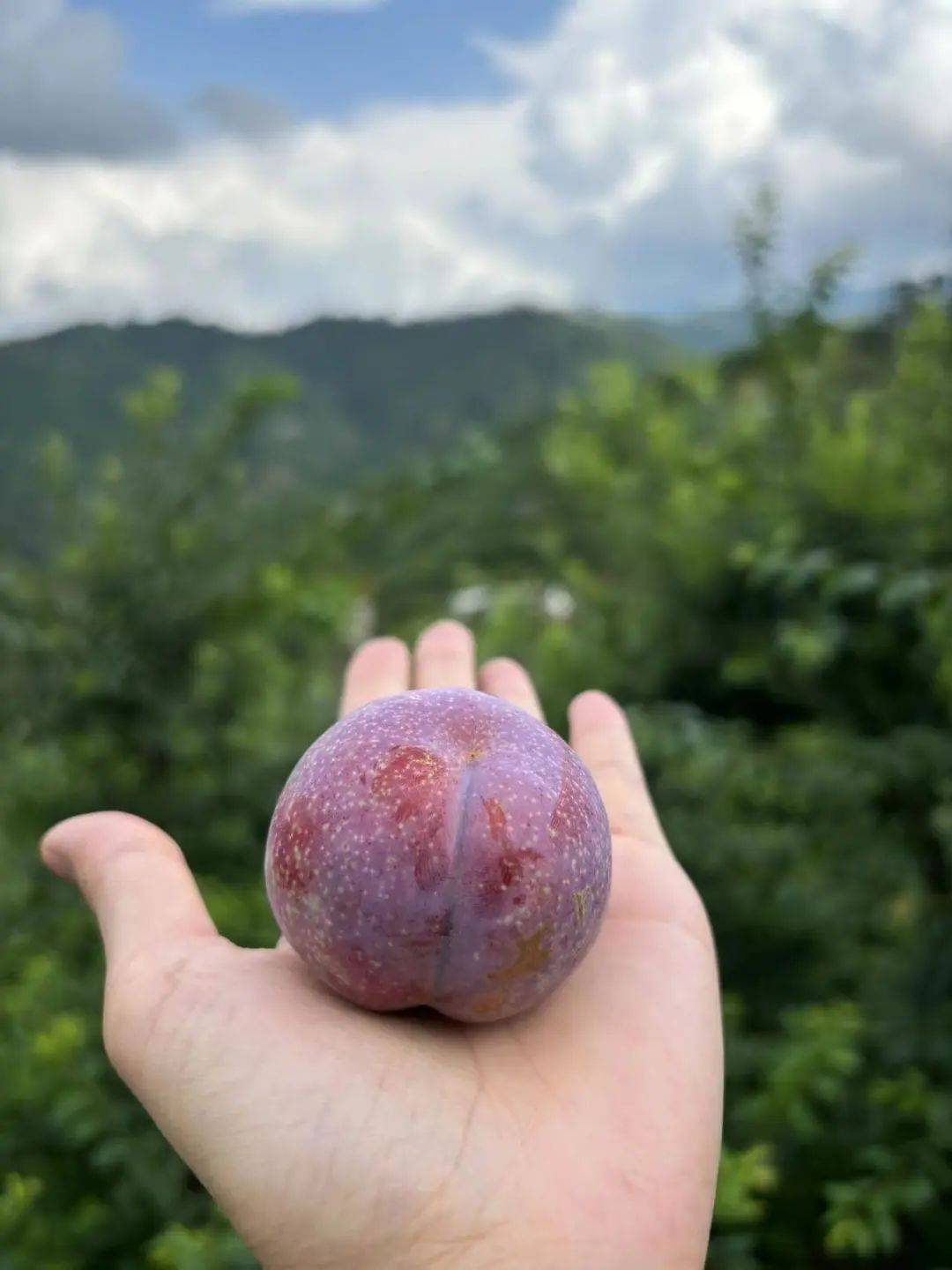 信宜钱排银妃三华李正式进入甜脆多汁时期!错过又要等一年