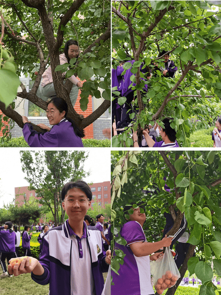 【人文四中61"杏"福校园】潍坊四中举行杏林采摘活动