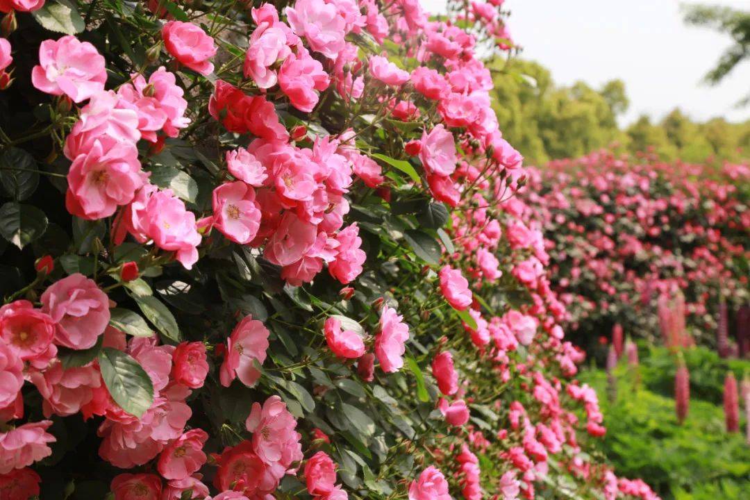 【探索】来看看初夏的郊野公园吧