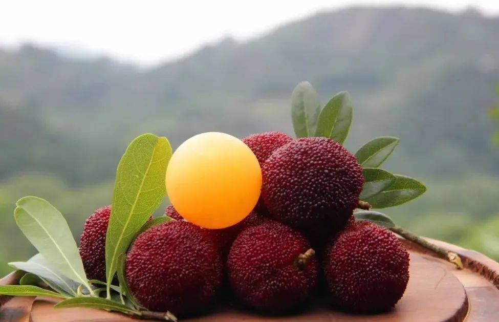 仙居杨梅季丨6月11-15号,浙江雁荡山,仙居,温岭,台州落地自驾之旅