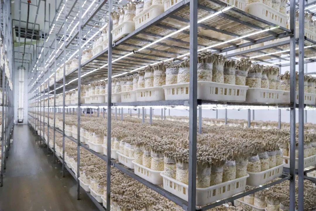 近年来,黎川县依托资源优势,积极探索食用菌产业高质量发展新路子,在