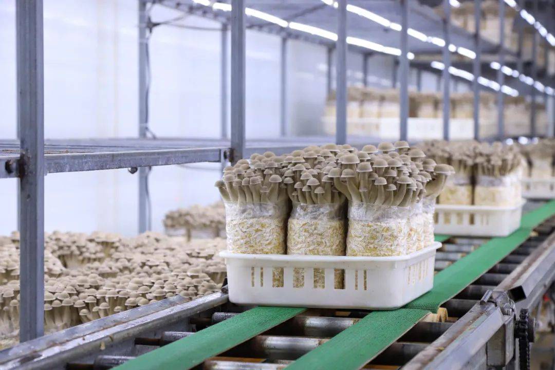 《新华每日电讯》关注江西:菌菇撑开"致富伞" 产业发展正兴旺