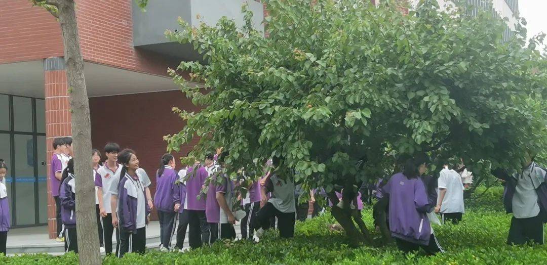 【人文四中61"杏"福校园】潍坊四中举行杏林采摘活动