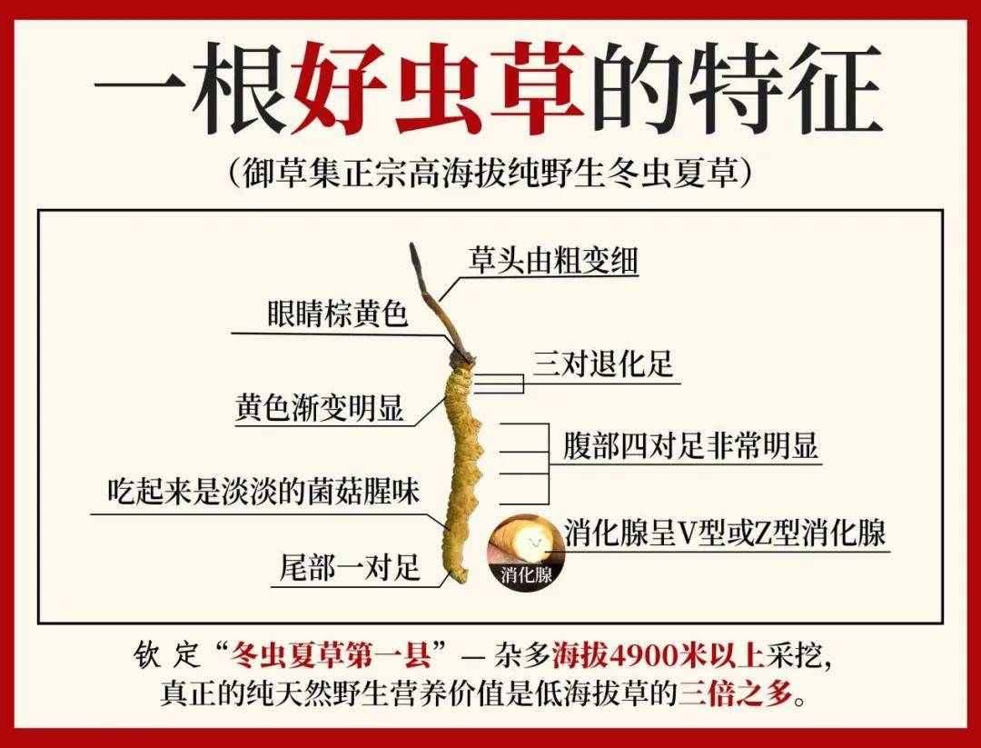 小伙自曝虫草行业内幕"天价虫草"从此成为历史!难怪大家都在吃