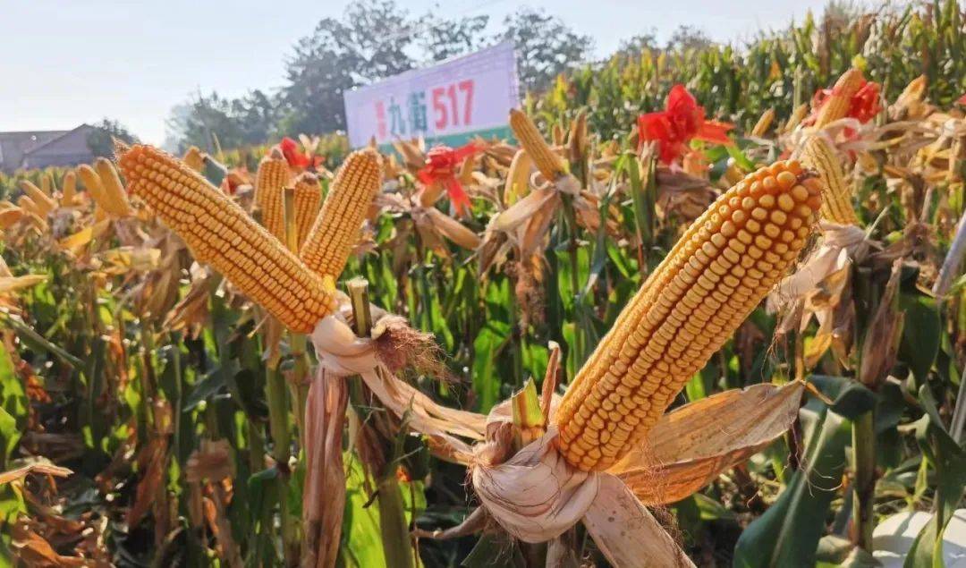 种业商务网"抖快看全程发力"黄金粮my73","九衡517"玉米大单品流量