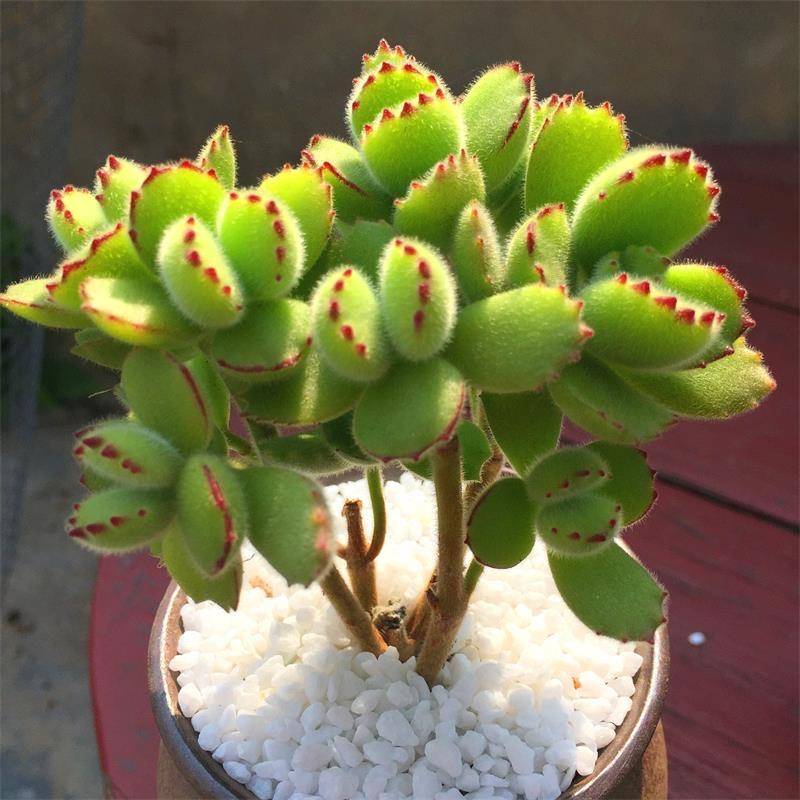 养多肉熊童子,做好2点,爪子又肥又多,很萌很好看