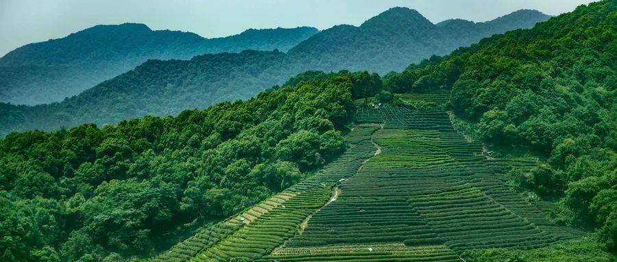 打造汉江流域名茶 孵化地 湖北樊城