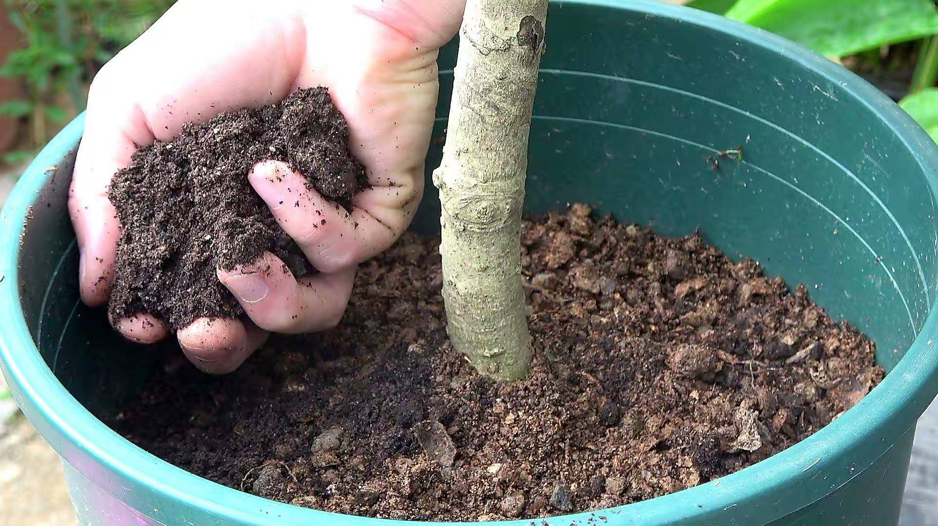 无花果树苗什么品种最好吃