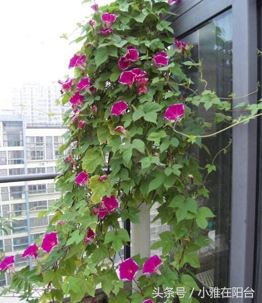 还有凌霄花,月季花,飘香藤,蔷薇都是生长起来比较快,又可以爬藤又能