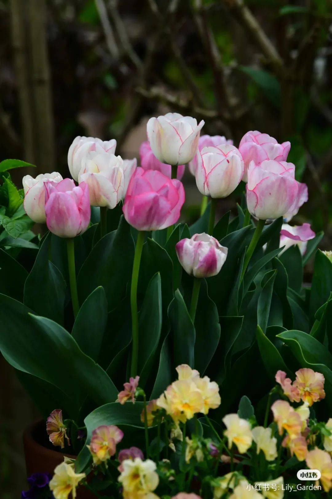 这些球根都是来报恩的吧_郁金香_朱顶红_百合