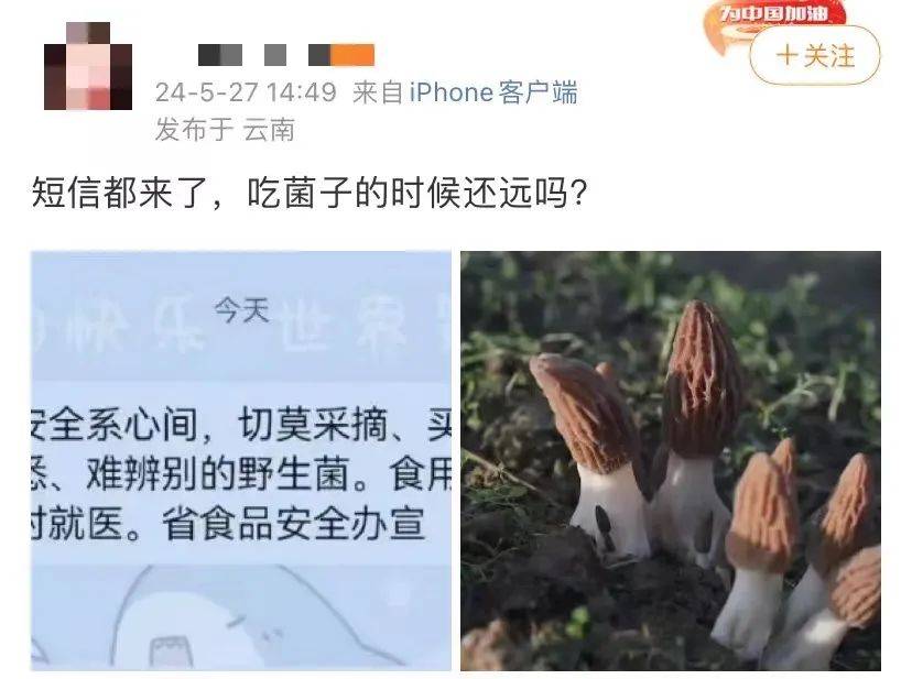 成为人们餐桌上的美味佳肴破土而出……鸡枞菌,牛肝菌,干巴菌,羊肚菌