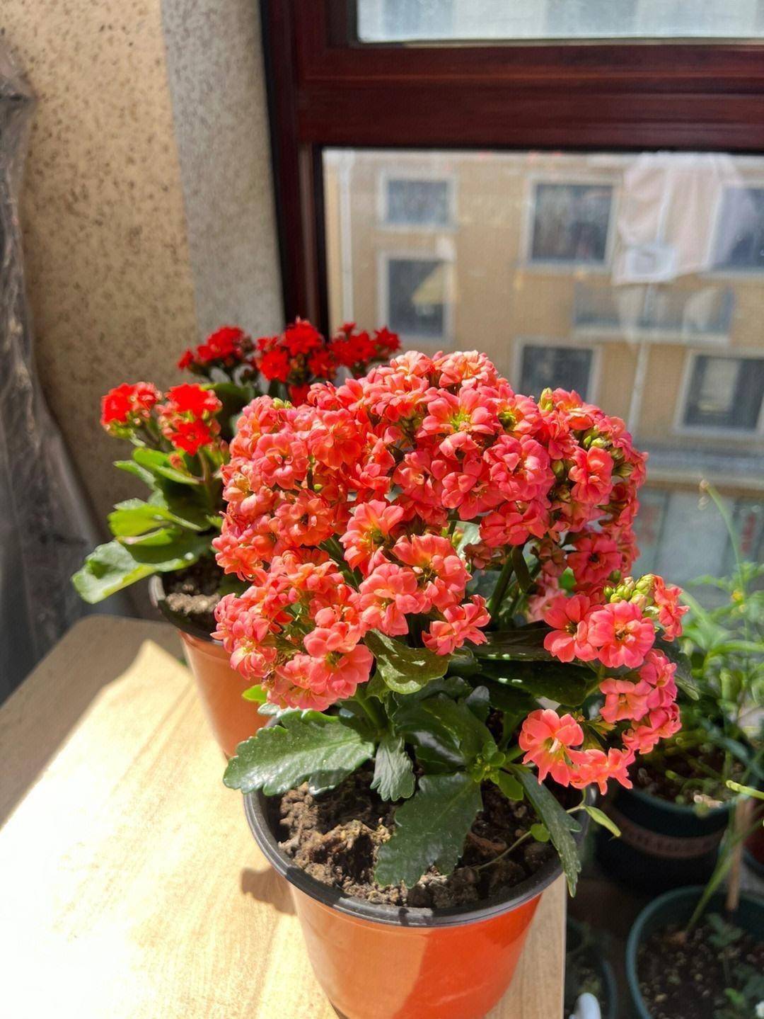 养长寿花,做"2点",开花成球,花团锦簇特别漂亮,花期老长了