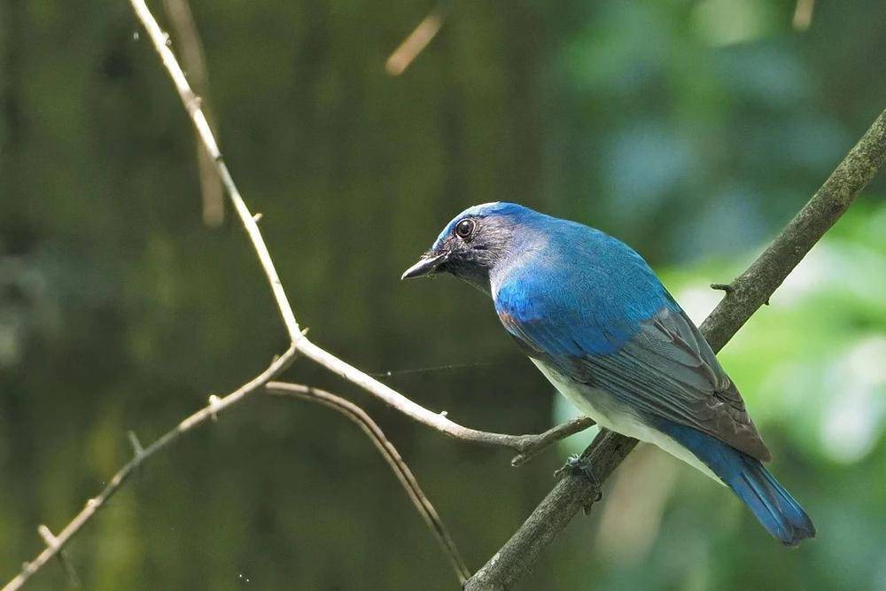 寻羽水畔林间,广州珠江公园"鸟性化"举措构筑"自然精灵"家园