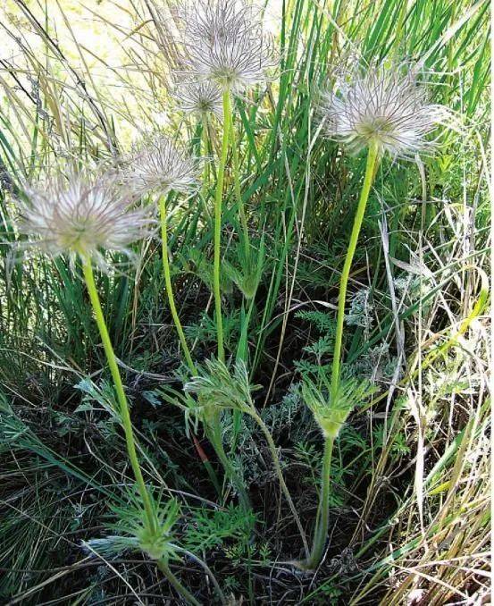 【中药小故事】每天认识一味药(二十二)→白头翁